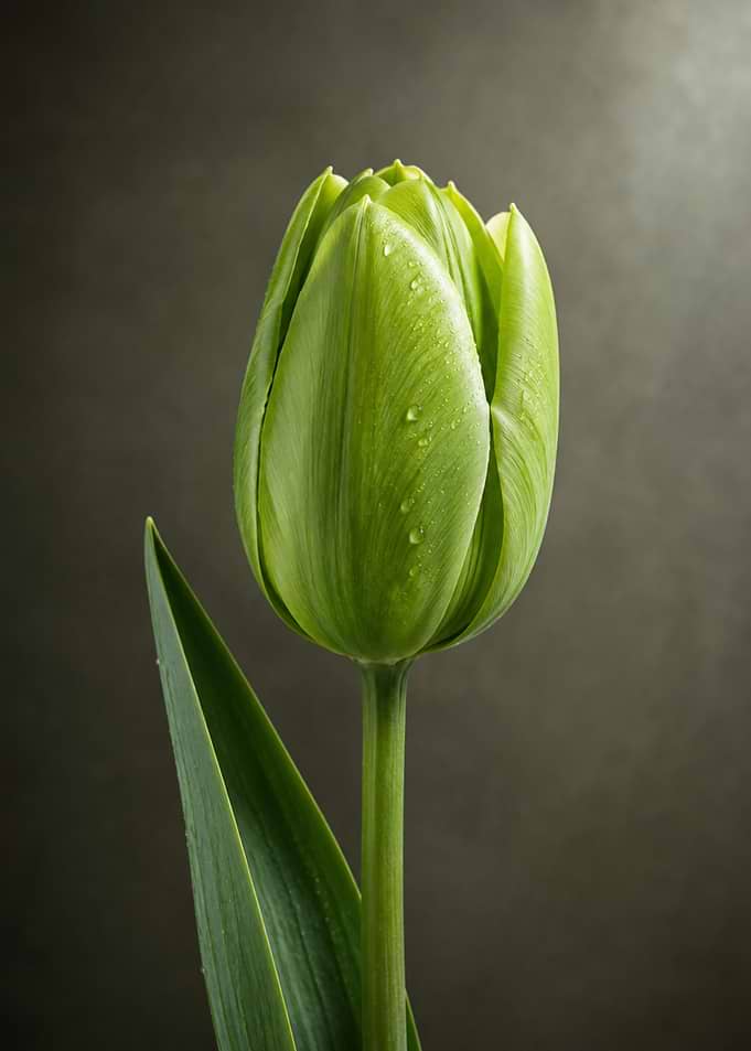 Elegant Green Tulip with Dew Drops