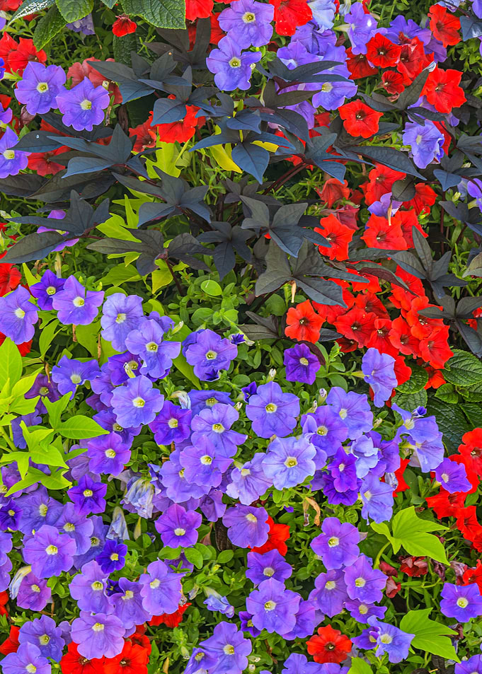 Vibrant Red and Purple Petunia Garden