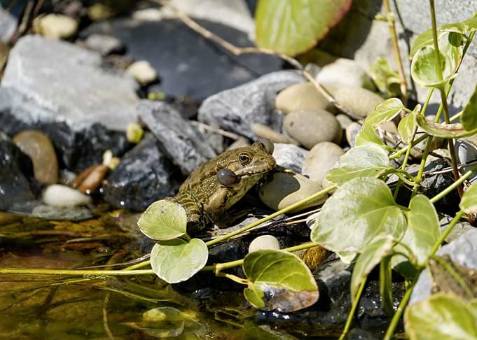 Frog Resting by a Garden Pond