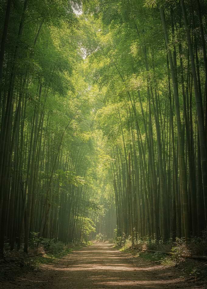 Sunlit Path Through Bamboo Forest