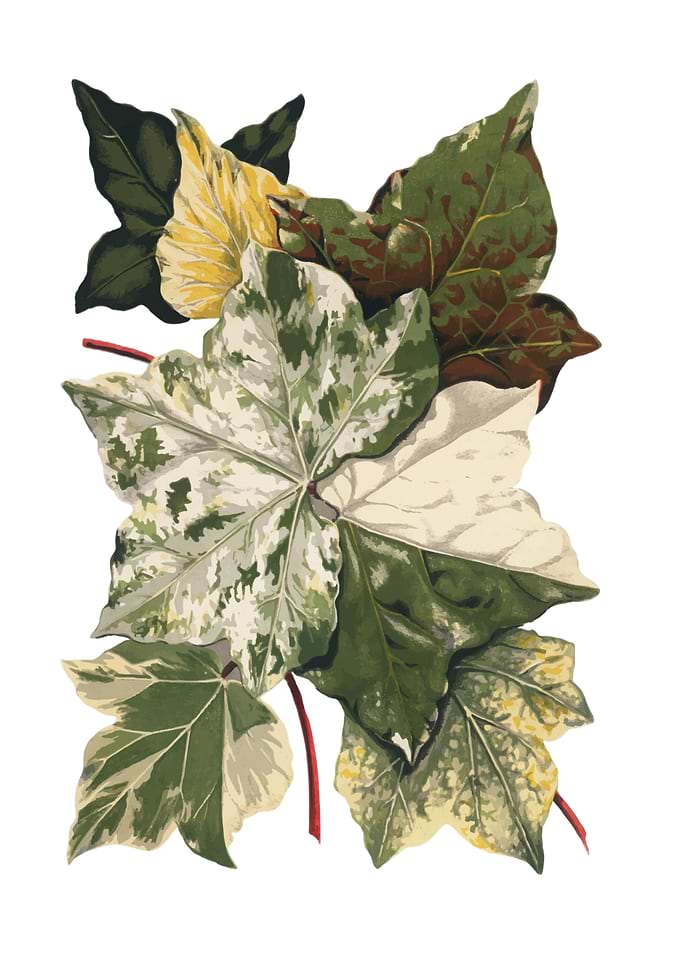 Vintage Botanical Illustration of Ivy Leaves
