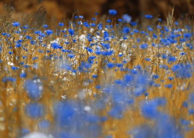 Vibrant Blue Flowers in Golden Field