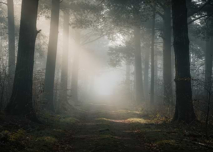 Misty Forest Path with Sunbeams