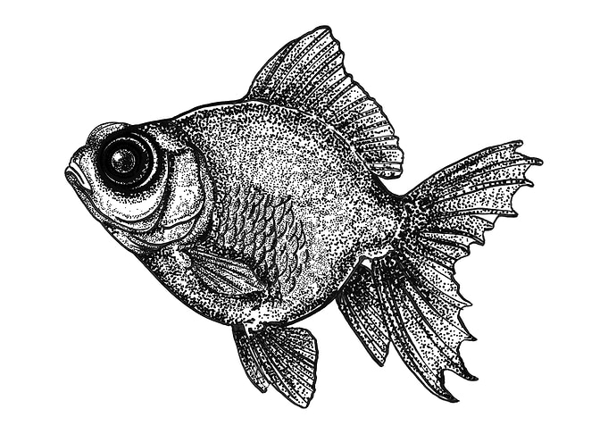 Stippled Ink Drawing of Goldfish