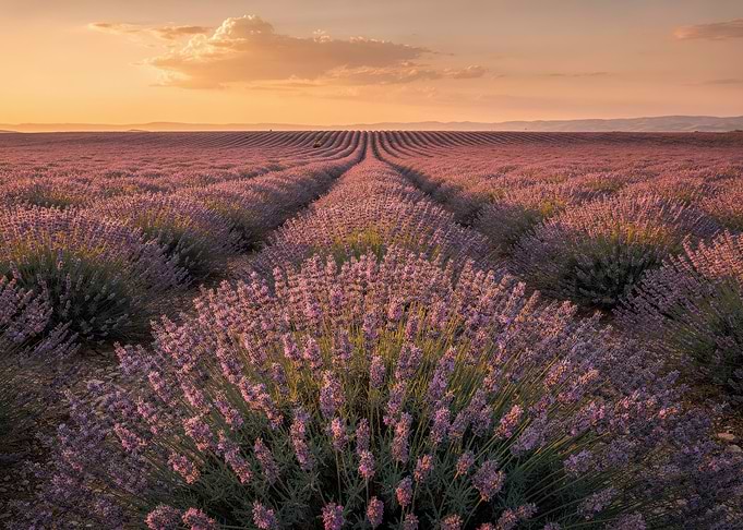 Sunset Over Lavender Fields
