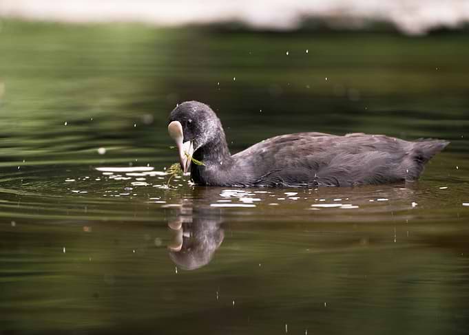 Eurasian Coot Swimming in Water