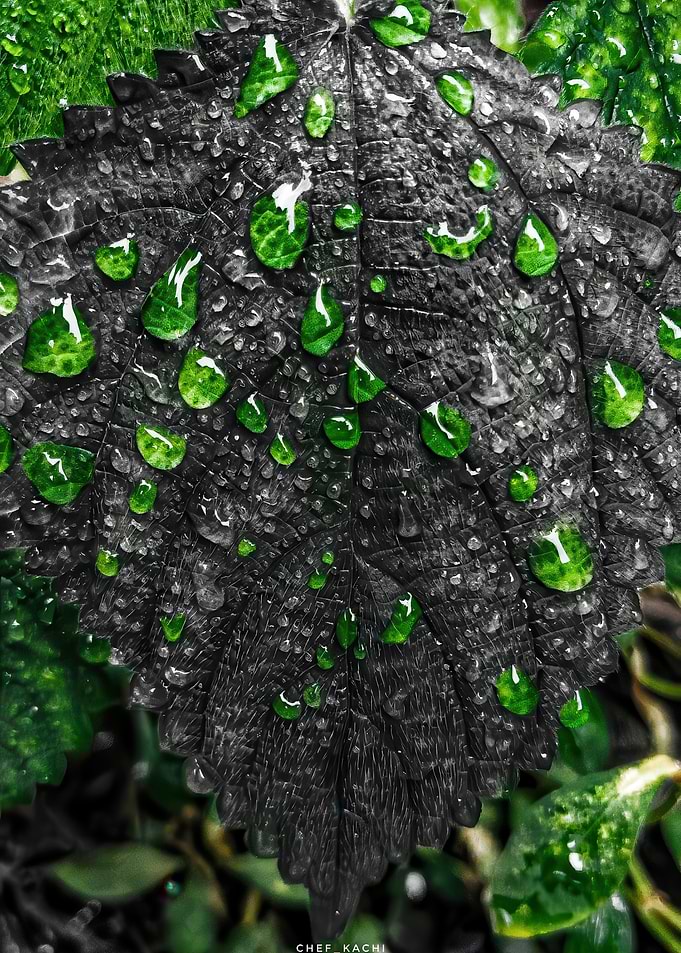 Vibrant Green Dew on Dark Leaf