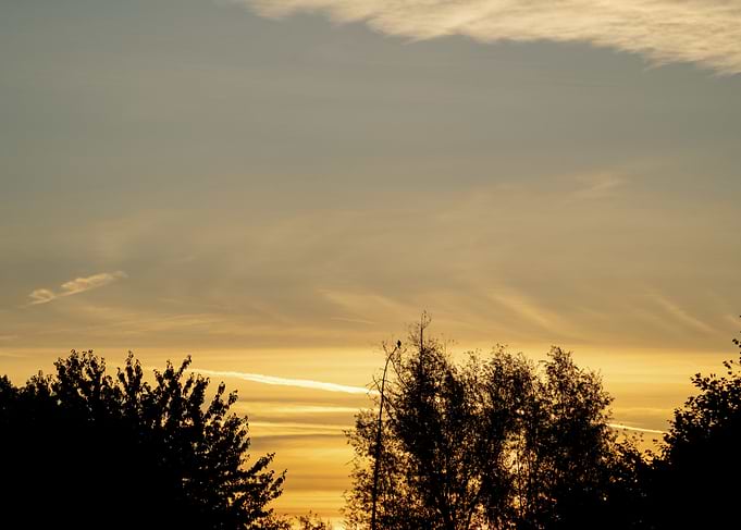 Golden Sunset Over Silhouetted Trees