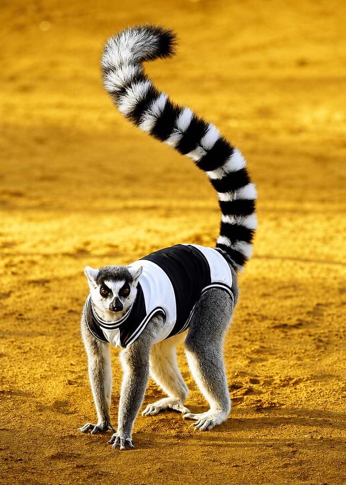 Ring-tailed Lemur Wearing a Jersey