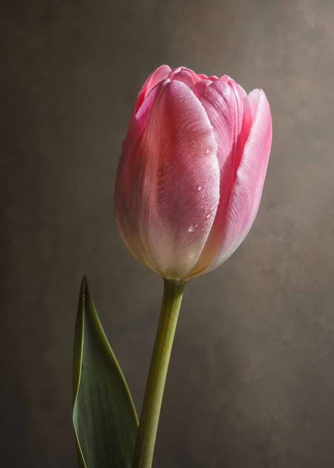 Single Pink Tulip with Dew Drops