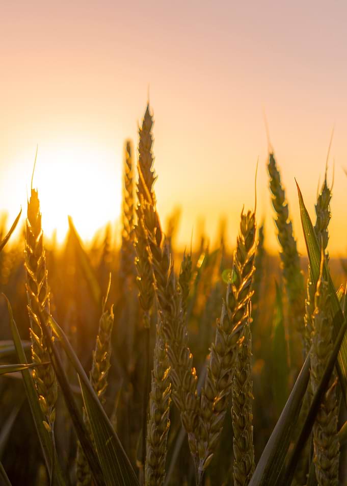Golden Wheat Field at Sunset