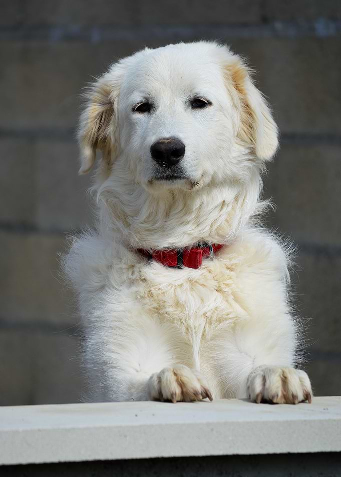 White Dog Leaning on Wall