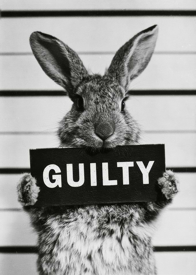 Guilty Bunny Mugshot