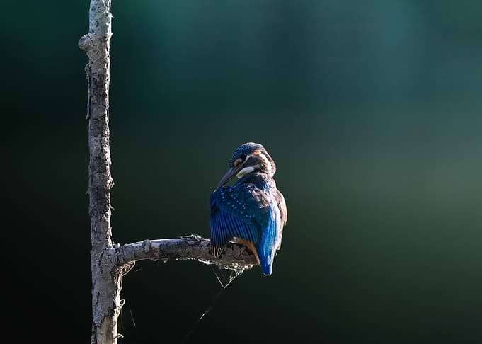 Kingfisher Perched on a Branch