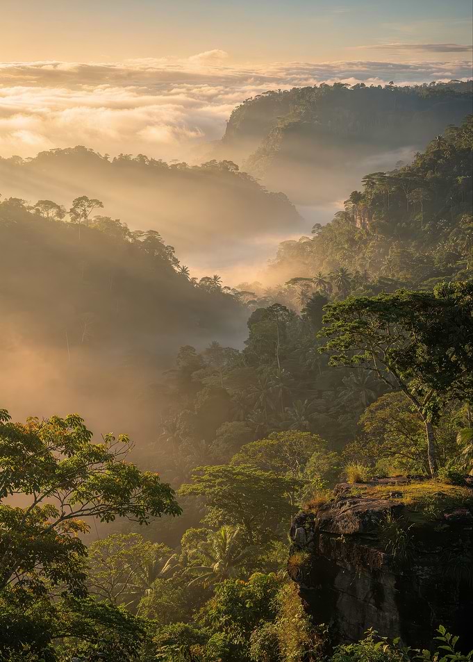 Misty Tropical Rainforest at Sunrise