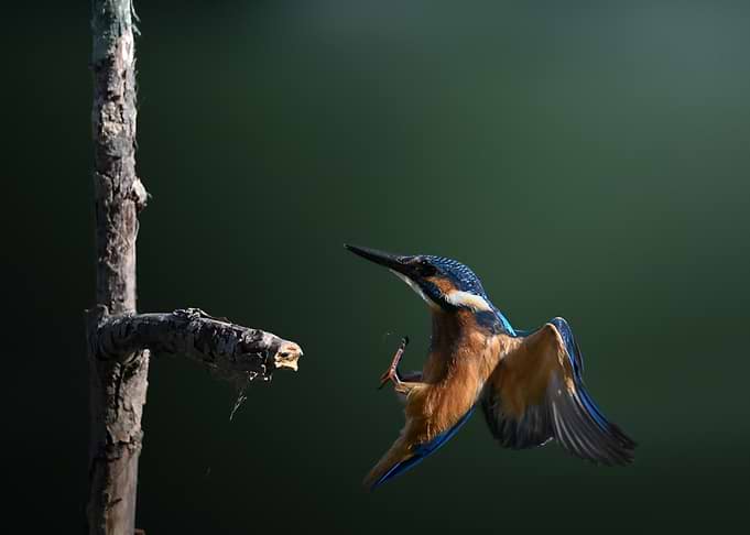 Common Kingfisher Landing on Branch