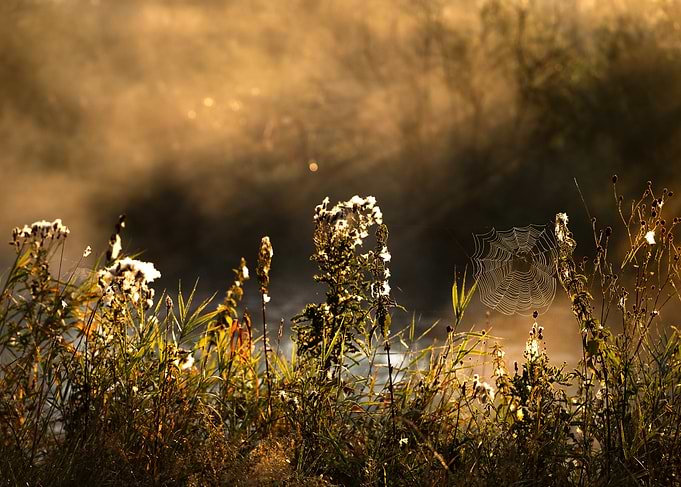 Golden Morning Mist with Spiderweb