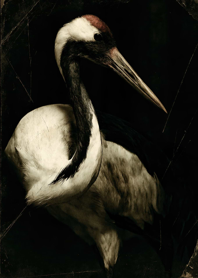 Vintage Portrait of a Red-Crowned Crane
