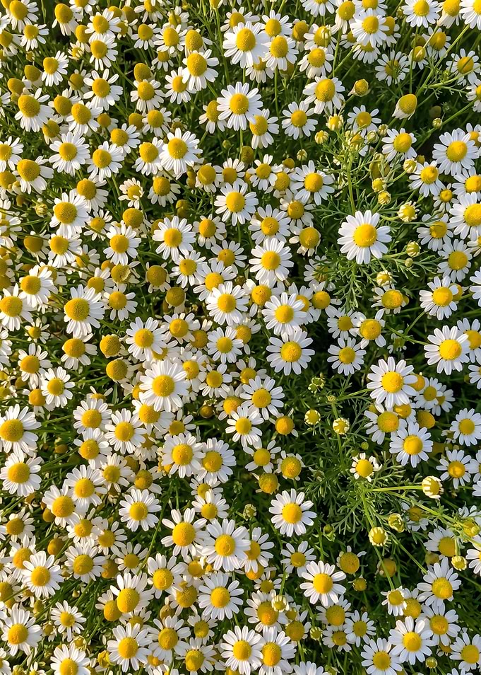 Field of Blooming Chamomile Flowers