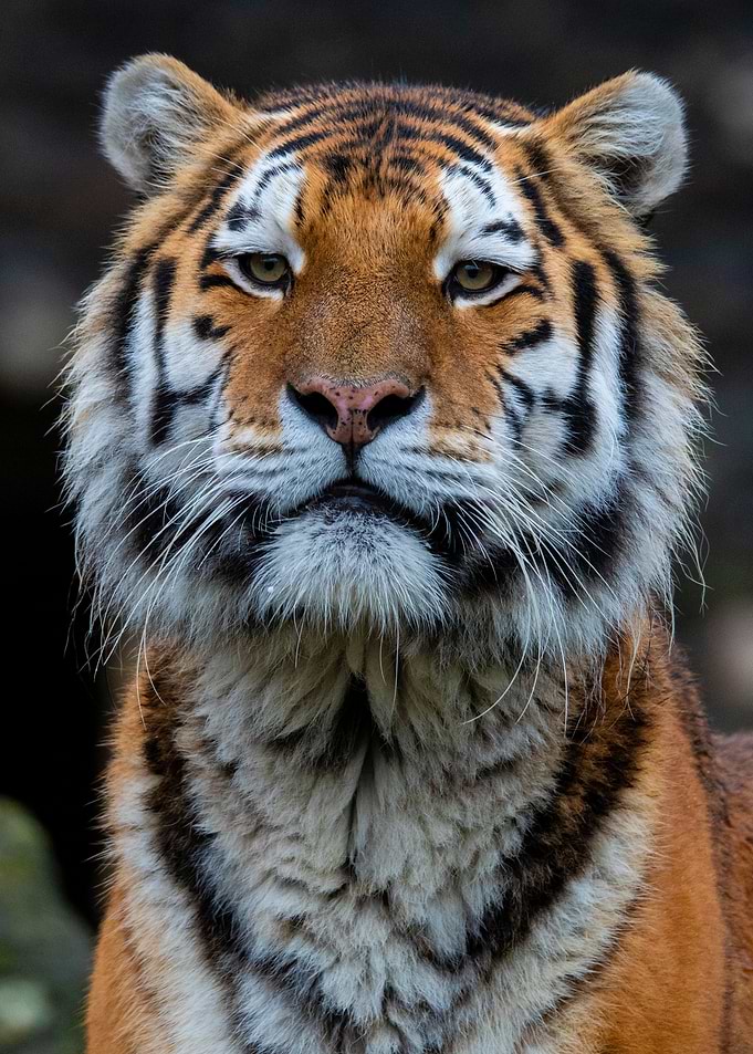 Majestic Siberian Tiger Portrait