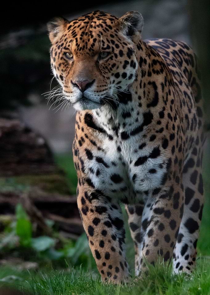 Majestic Jaguar Walking Through Grass