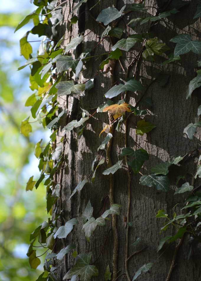 Ivy Vines Climbing Tree Trunk