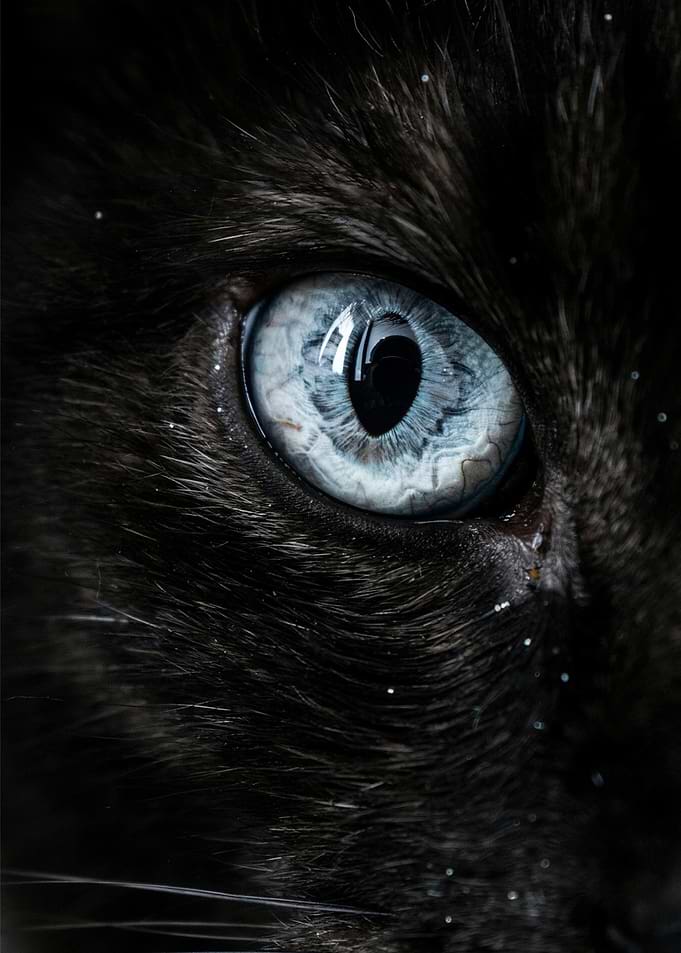 Extreme Close-up of Cat Eye