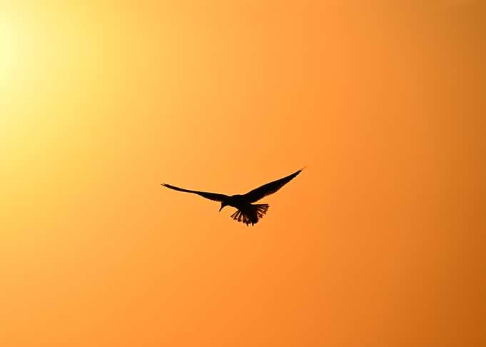 Bird silhouette against golden sunset