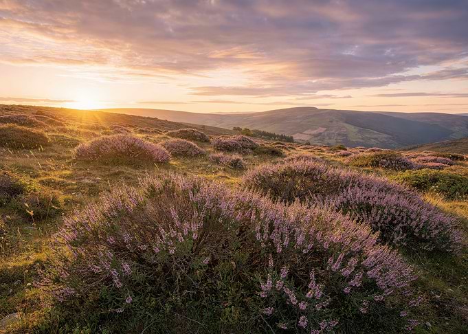 Sunset Over Blooming Heather Fields