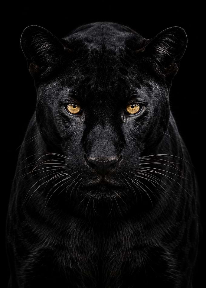 Black Panther Portrait