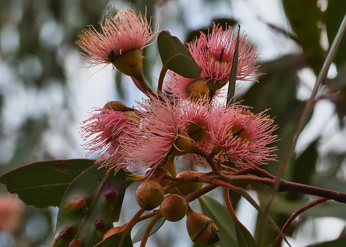 Pink Eucalyptus Flowers in Bloom
