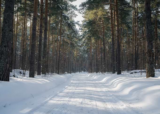 Snowy Forest Path in Winter