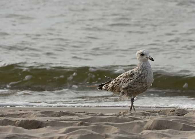 Young Seagull Standing on Sandy Beach