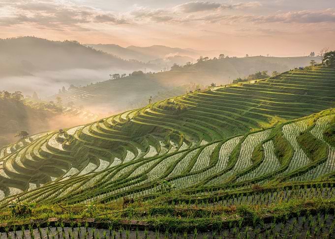 Misty Morning Rice Terraces