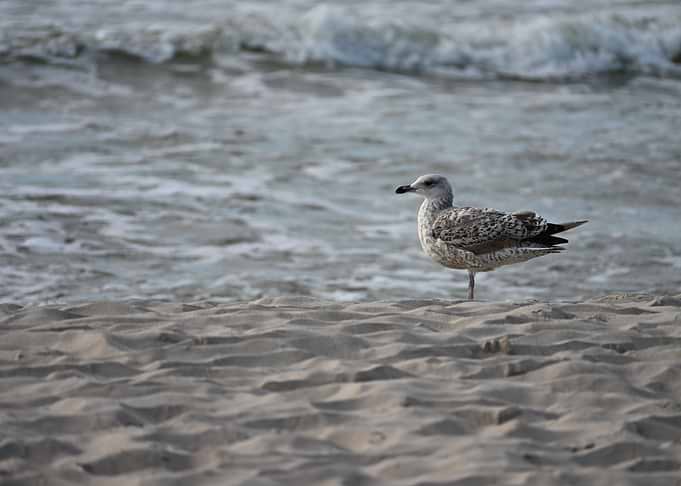 Seagull Standing on Sandy Beach