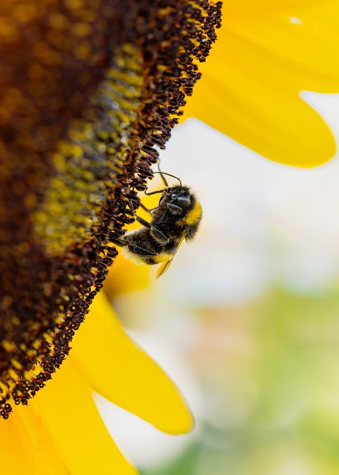 Bumblebee on a Sunflower