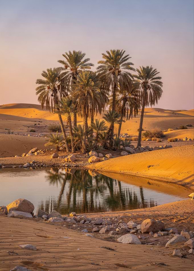 Desert Oasis with Palm Trees