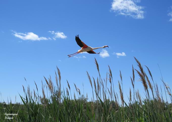 Flamingo Flying Over Camargue Reeds