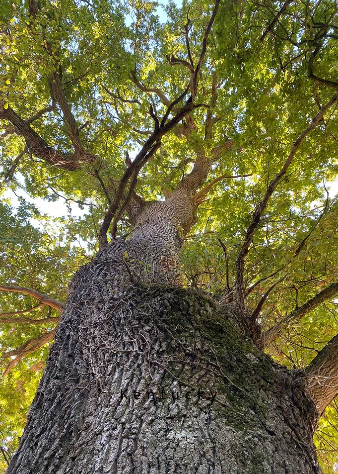 Low Angle View of Ancient Oak
