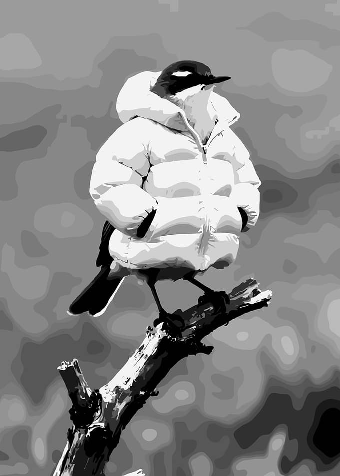 Bird Wearing a Puffer Jacket