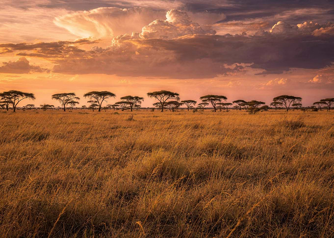 Golden African Savanna Sunset