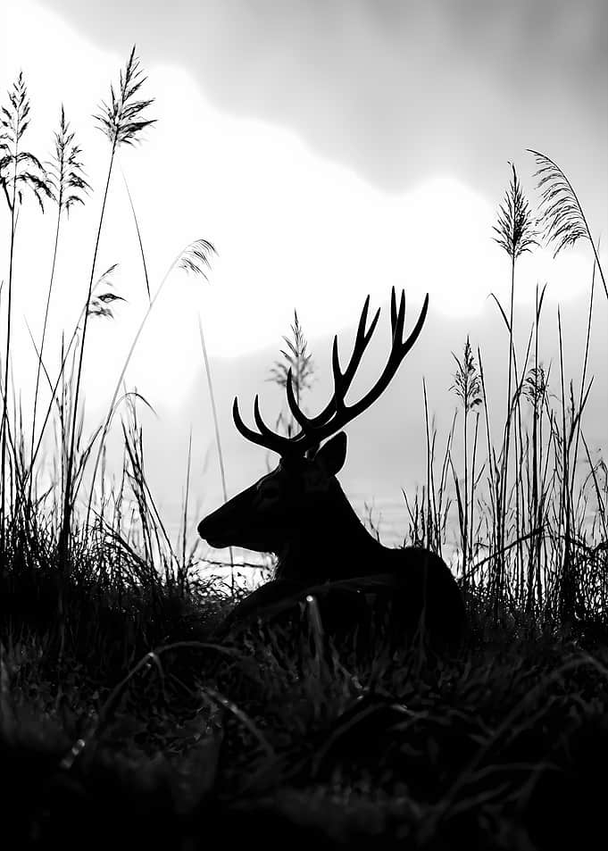 414 - Deer Among Reeds Silhouette Monochrome