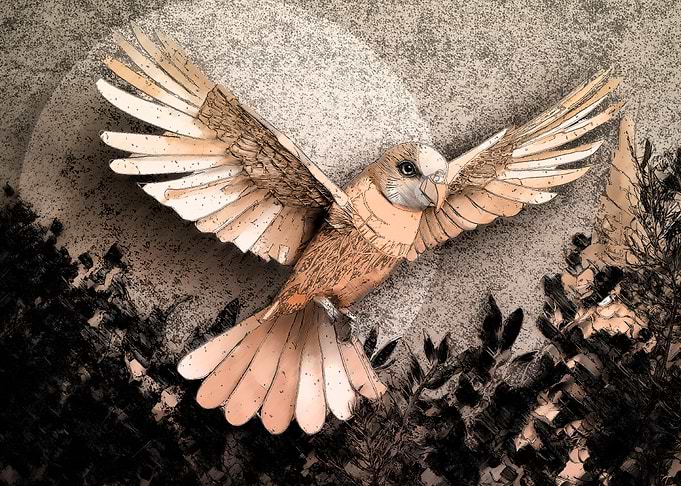 Wings fully spread in flight