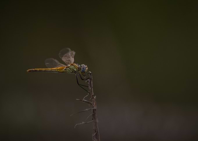 Lone Dragonfly