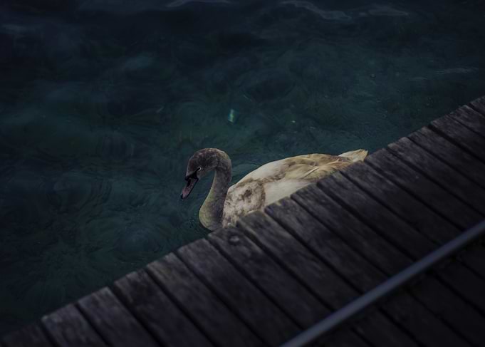 The Swan
