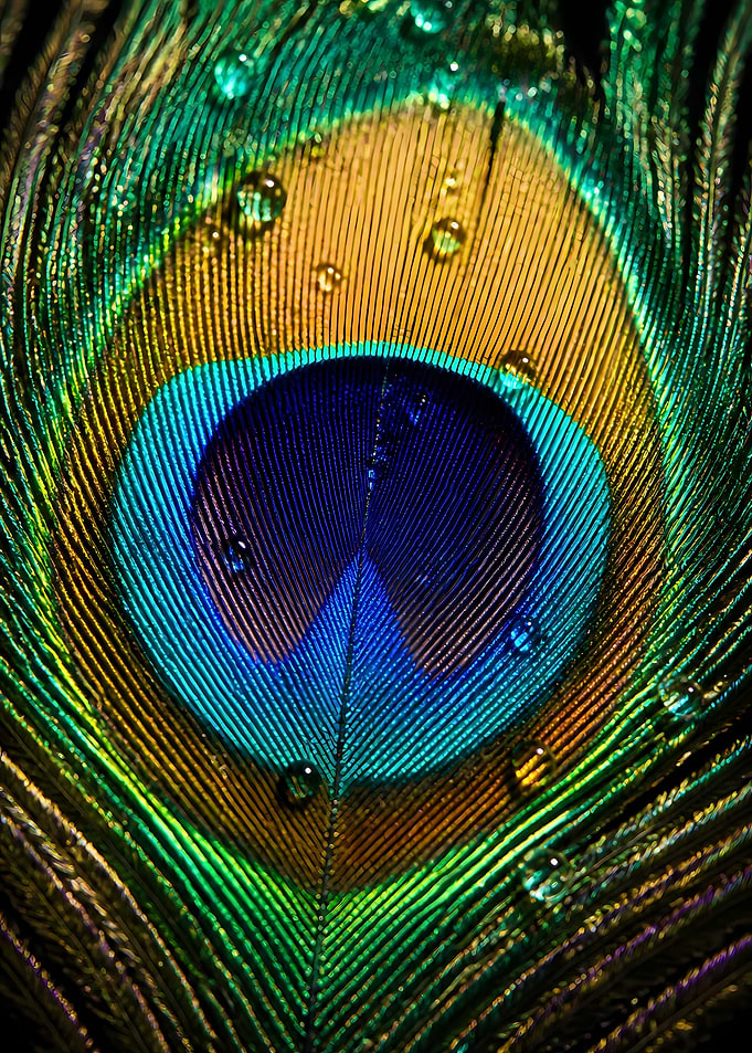 Macro Peacock Feather with Water Droplets