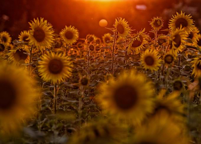 Sunflowers in a Golden Sunset