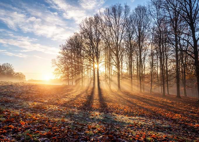 Golden Autumn Sunrise in Forest