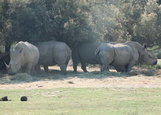 Group of Rhinos Grazing in Shade