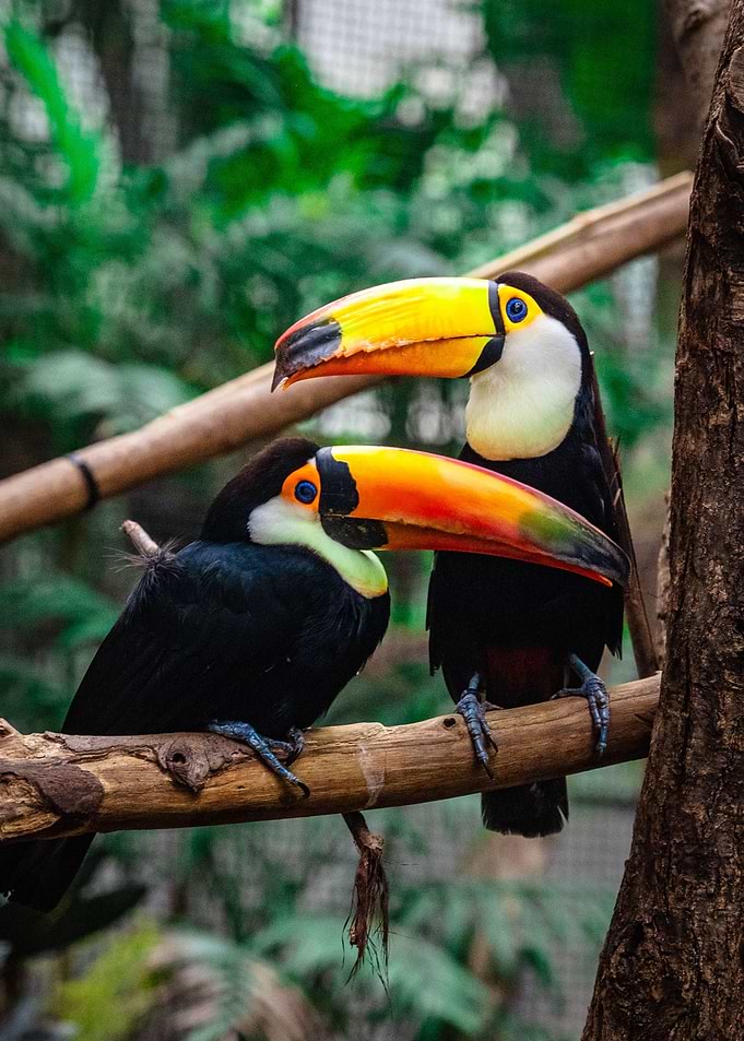 Two Toco Toucans on a Branch